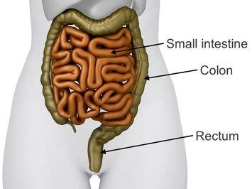 traduction bowel|is it bowel or bowels.